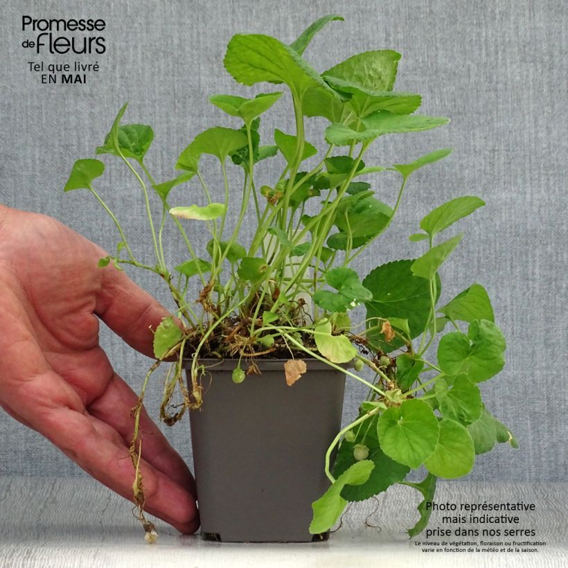 Viola mammola Reine Des Blanches Vasetto da 8/9 cm esemplare consegnato in primavera