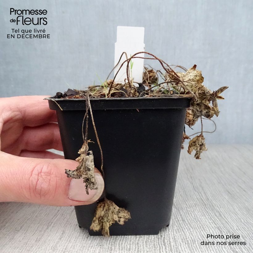 Viola sororia Albiflora - Viola sorella Vasetto da 8/9 cm esemplare consegnato in inverno