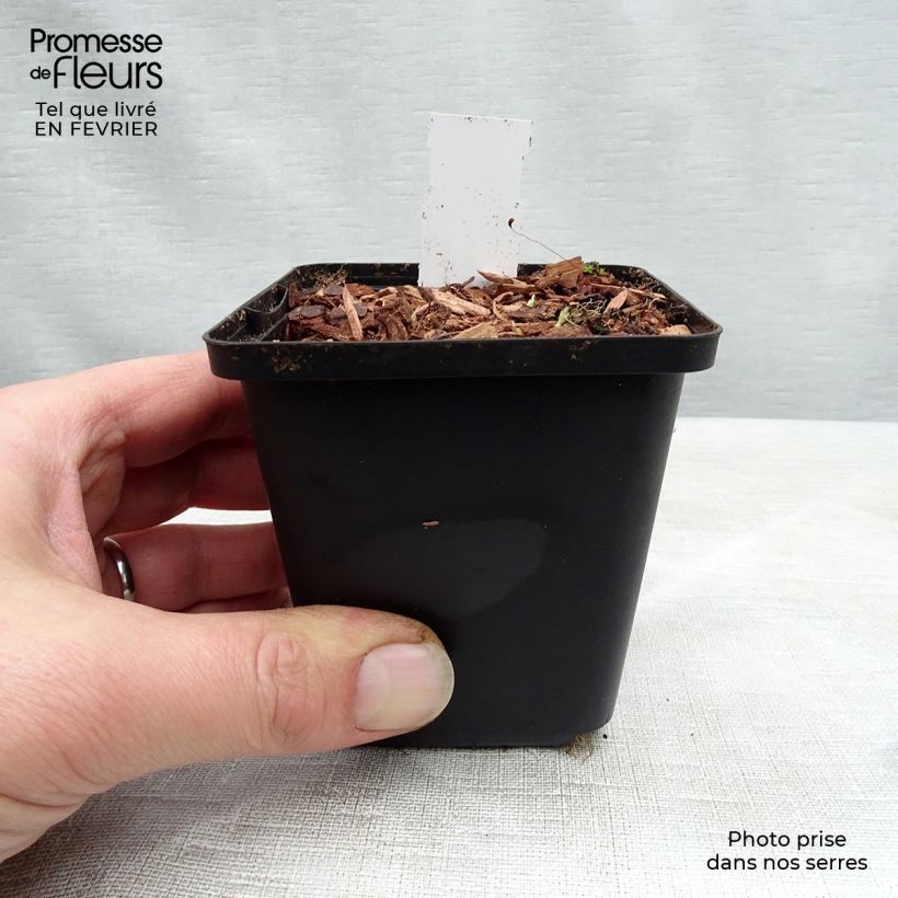 Viola sororia Freckles - Viola sorella Vasetto da 8/9 cm esemplare consegnato in inverno