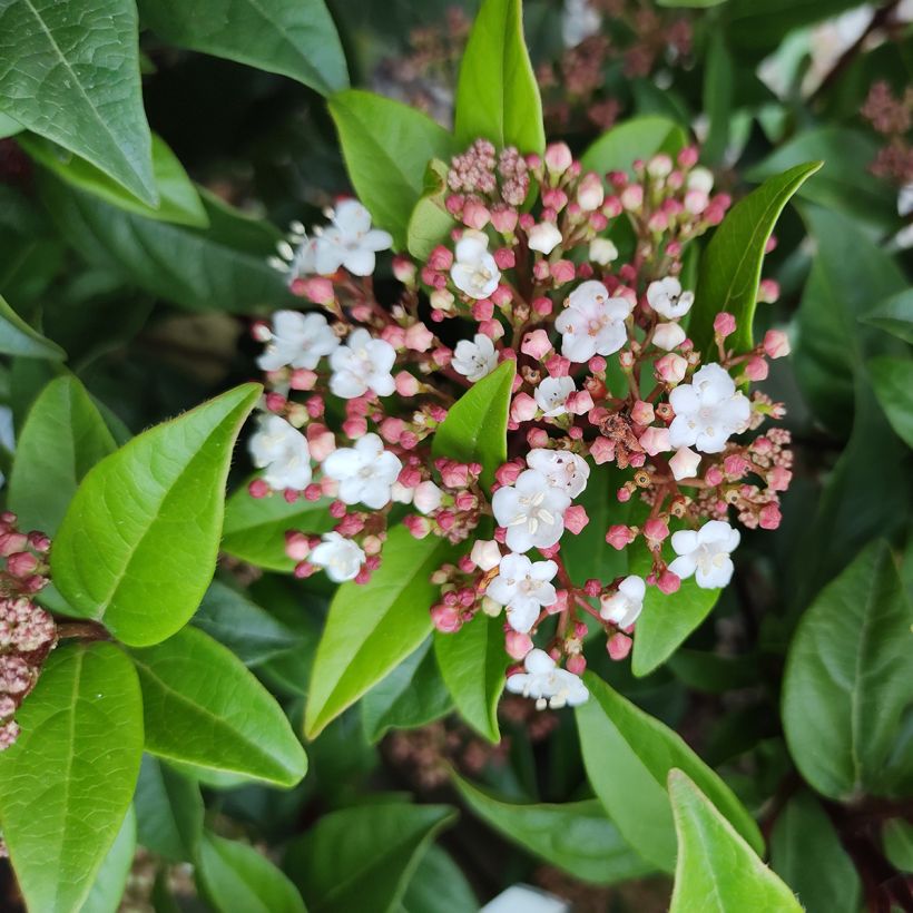 Viburnum tinus Spirit (Fioritura)