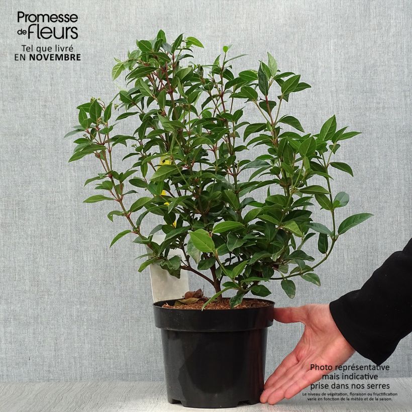 Esemplare di Viburnum tinus Spirit Vaso da 1,5L/2L come consegnato in autunno