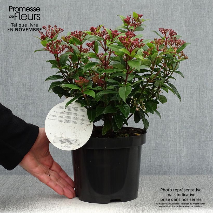 Esemplare di Viburnum tinus Spirit Vaso da 3L/4L come consegnato in autunno