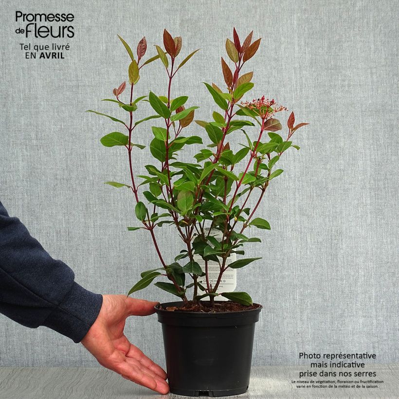 Viburnum tinus Spirit Vaso da 3L/4L esemplare consegnato in primavera