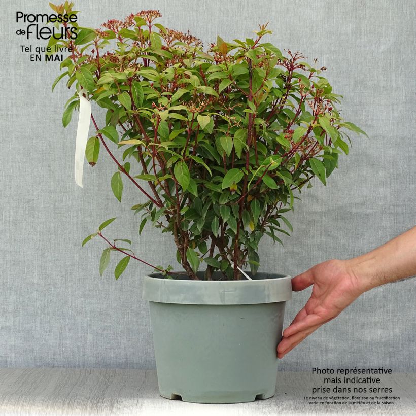 Viburnum tinus Spirit Vaso da 7,5L/10L esemplare consegnato in primavera