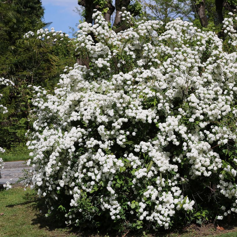 Viburnum tinus (Porto)