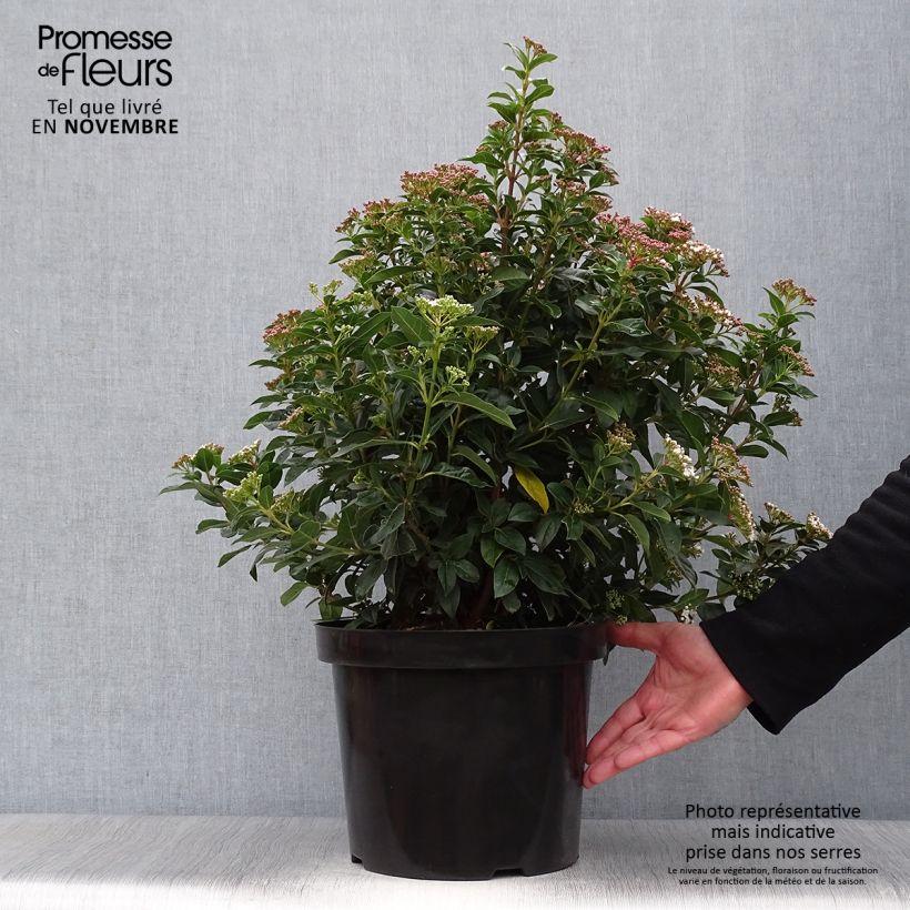 Esemplare di Viburnum tinus Vaso da 7,5L/10L come consegnato in autunno