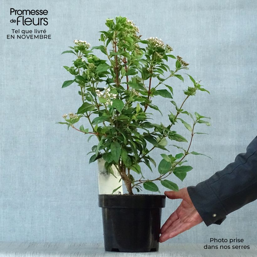 Esemplare di Viburnum tinus Vaso da 2L/3L come consegnato in autunno