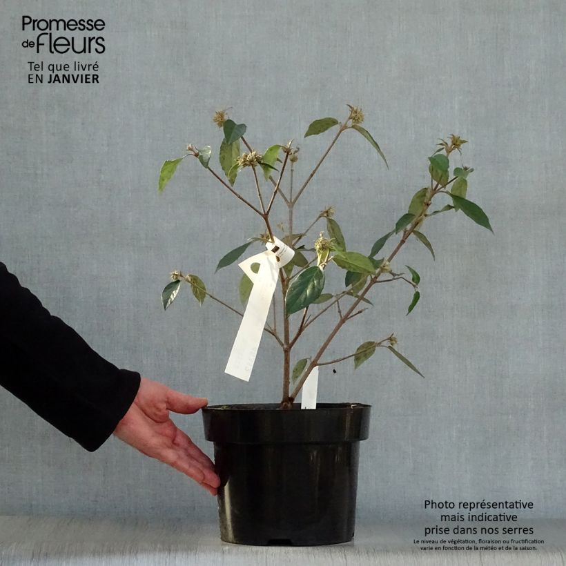 Viburnum utile Eskimo Vaso da 4L/5L esemplare consegnato in inverno