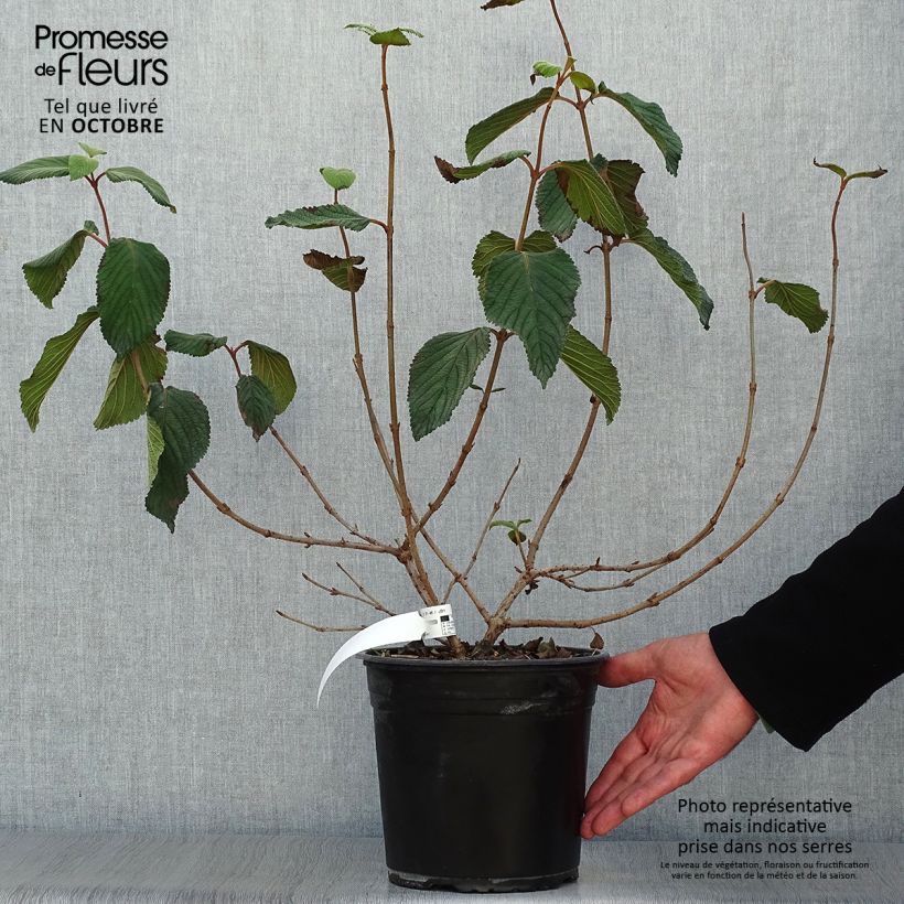 Esemplare di Viburnum plicatum Mariesii Great Star Vaso da 4L/5L come consegnato in autunno
