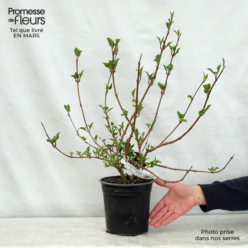 Viburnum plicatum Mariesii Great Star Vaso da 4L/5L esemplare consegnato in primavera