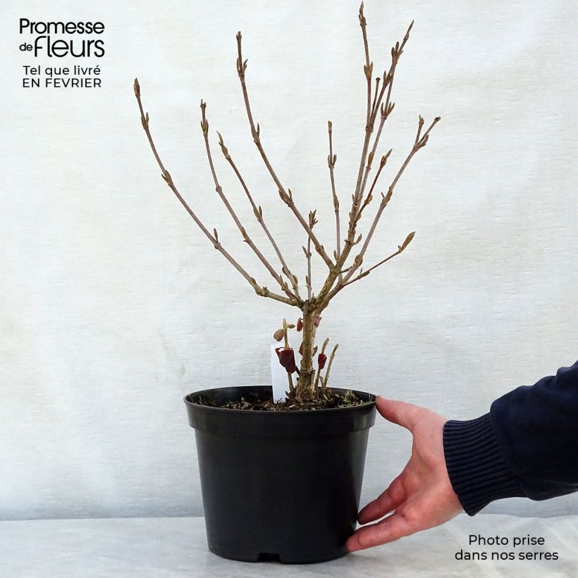 Viburnum carlesii Aurora Vaso da 3L/4L esemplare consegnato in inverno