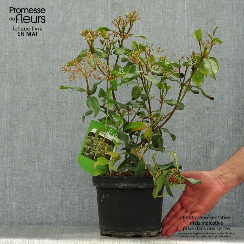 Viburnum davidii Jermyns Globe Vaso da 3L/4L esemplare consegnato in primavera