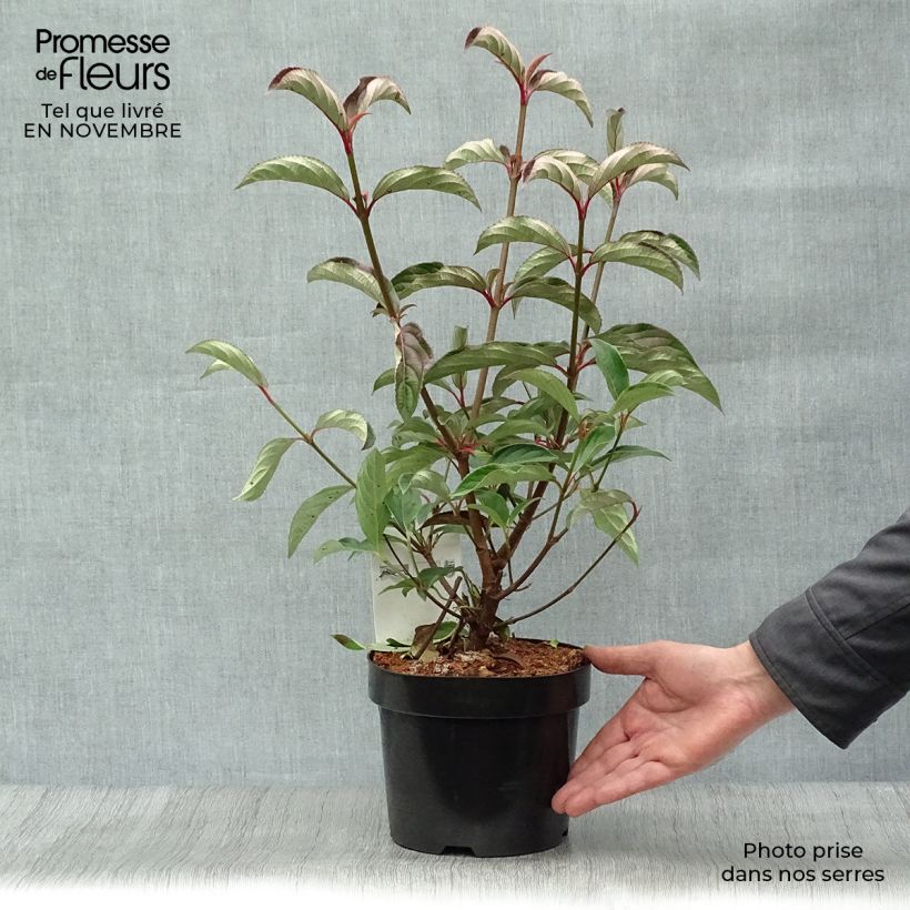Esemplare di Viburnum hillieri Winton Vaso da 3L/4L come consegnato in autunno