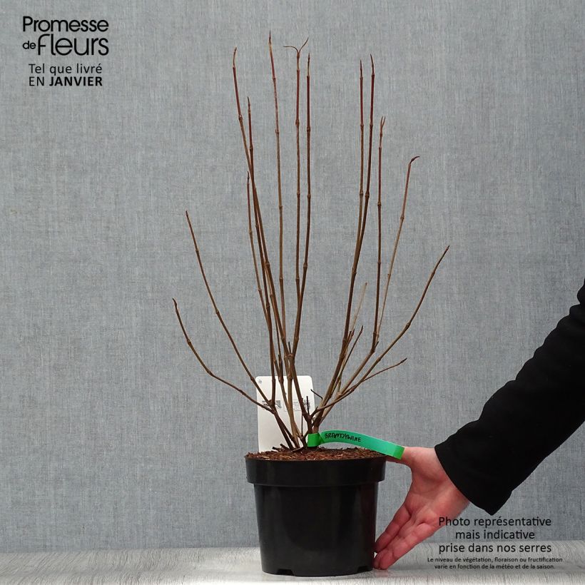 Viburnum nudum Brandywine Vaso da 2L/3L esemplare consegnato in inverno