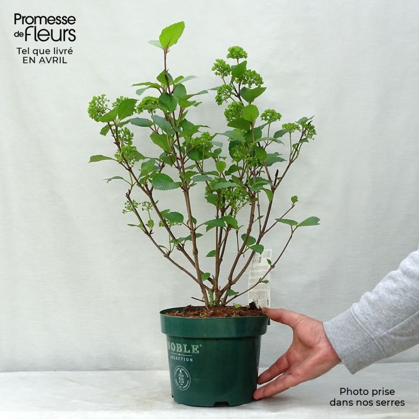 Viburnum plicatum Grandiflorum Noble Vaso da 2L/3L esemplare consegnato in primavera