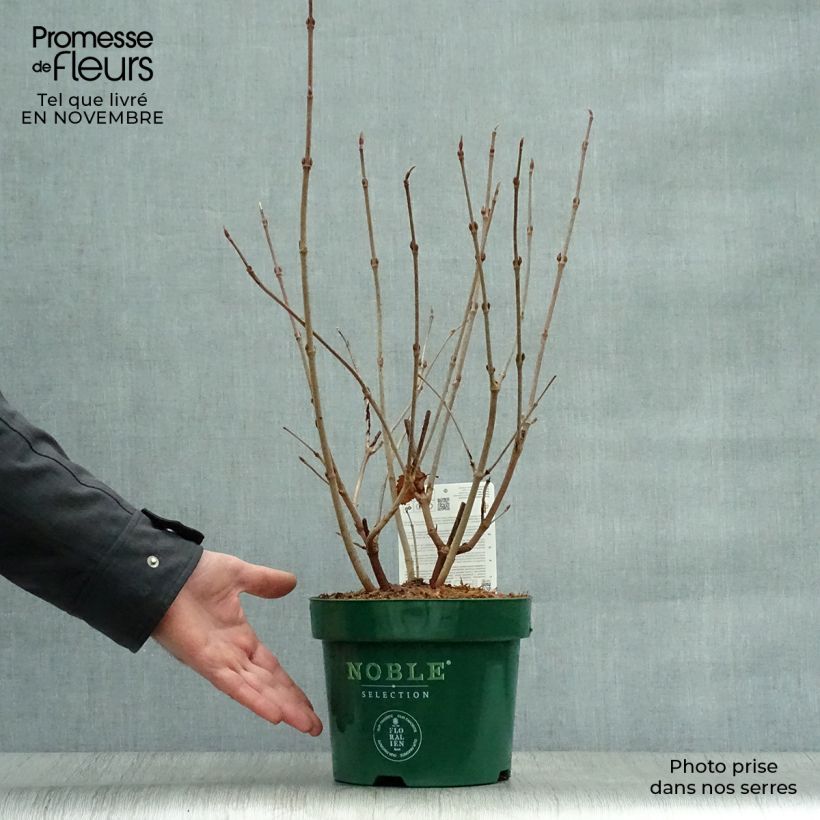 Esemplare di Viburnum plicatum Grandiflorum Noble Vaso da 2L/3L come consegnato in autunno