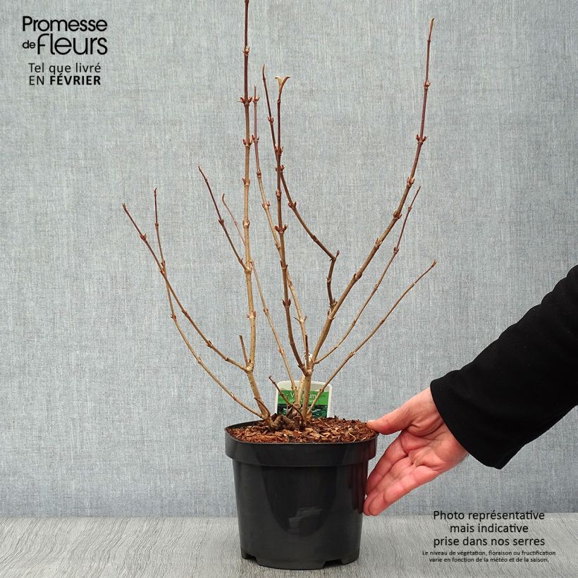 Viburnum plicatum Lanarth Vaso da 2L/3L esemplare consegnato in inverno