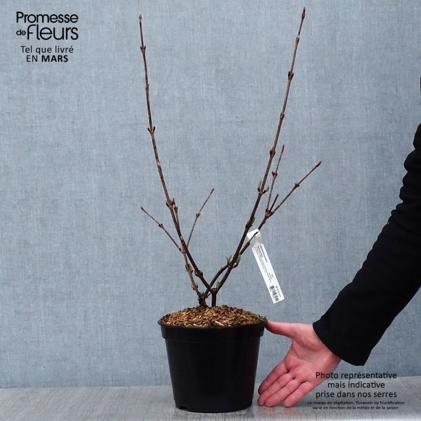 Viburnum plicatum Opening Day Vaso da 3L/4L esemplare consegnato in inverno