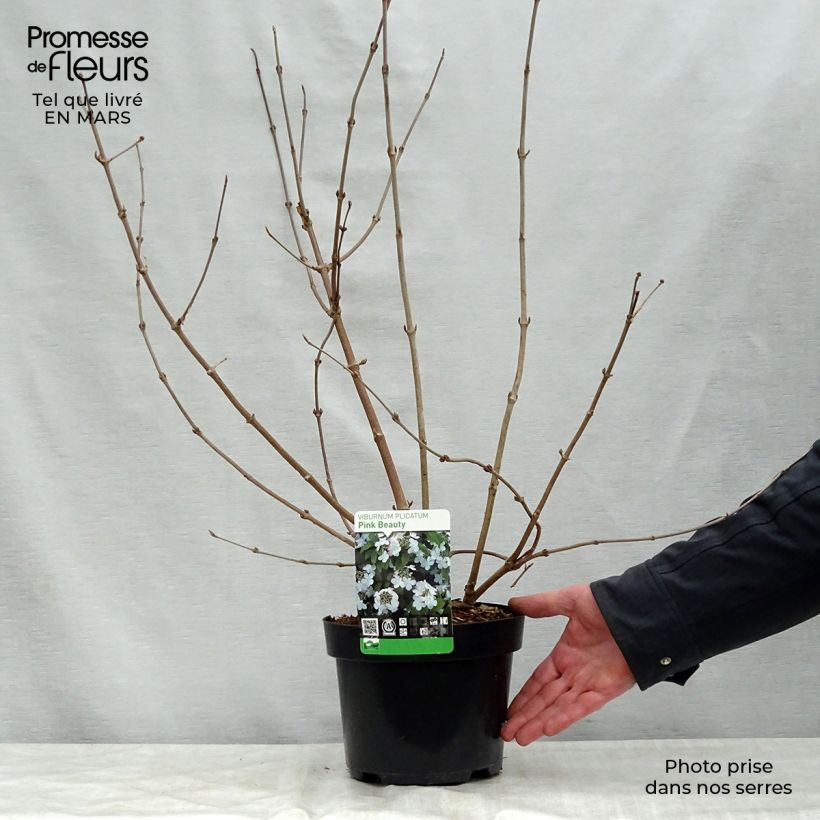 Viburnum plicatum Pink Beauty Vaso da 2L/3L esemplare consegnato in primavera