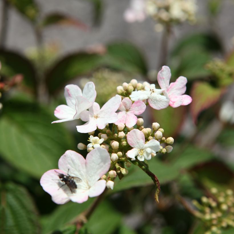 Viburnum plicatum Pinkawai (Fioritura)