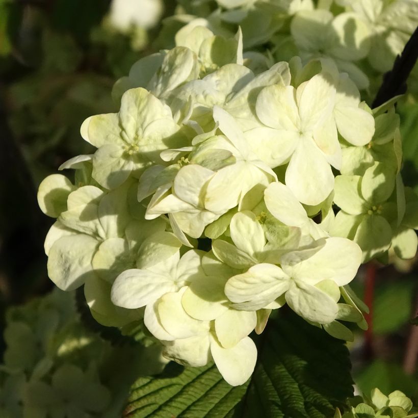 Viburnum plicatum Popcorn (Fioritura)