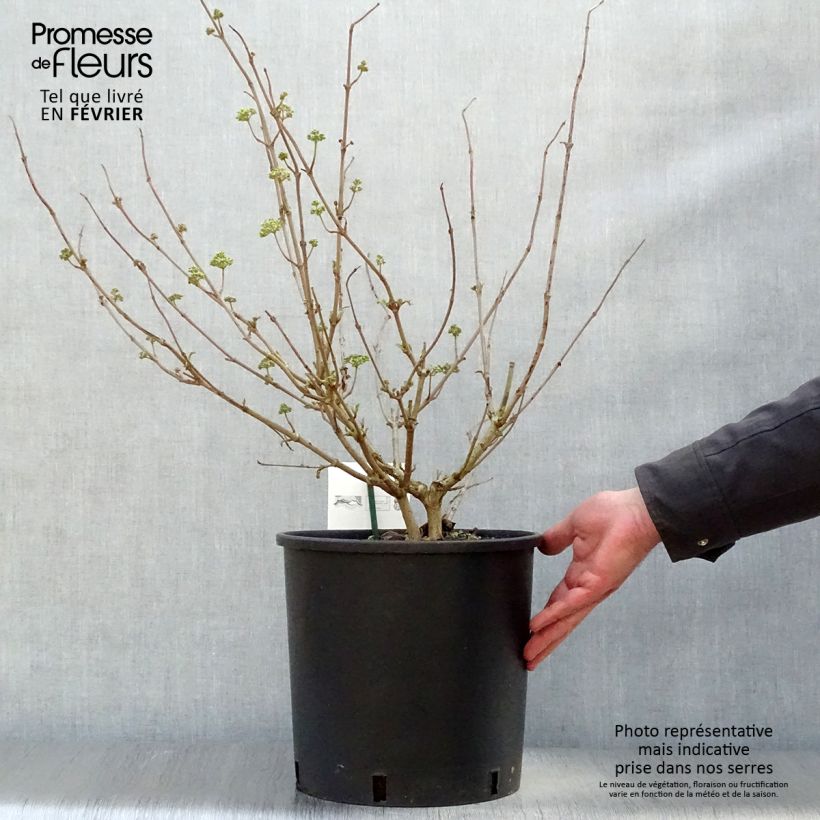 Viburnum plicatum Popcorn Vaso da 12L/15L esemplare consegnato in inverno
