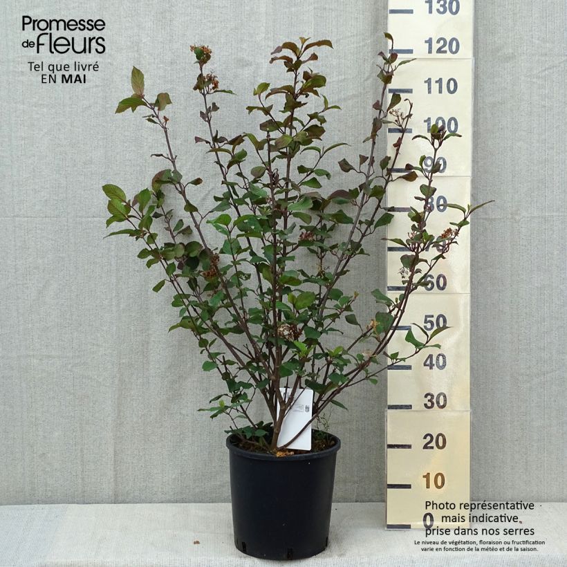 Viburnum plicatum Popcorn Vaso da 12L/15L esemplare consegnato in primavera