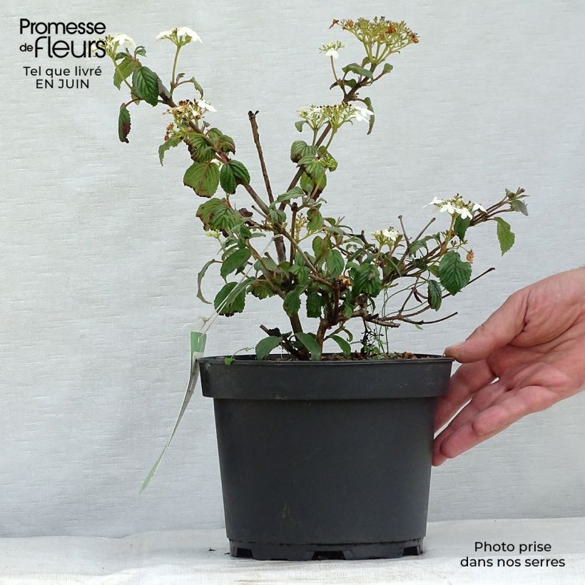 Esemplare di Viburnum plicatum Summer Snow Flake Vaso da 2L/3L consegnato in estate