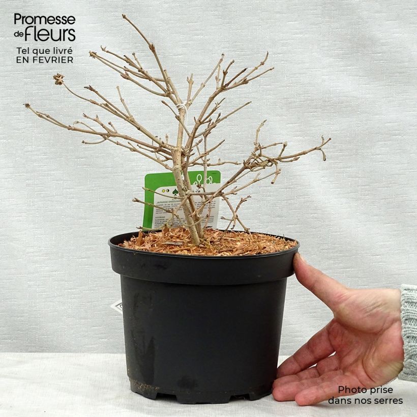 Viburnum plicatum Summer Snow Flake Vaso da 2L/3L esemplare consegnato in inverno