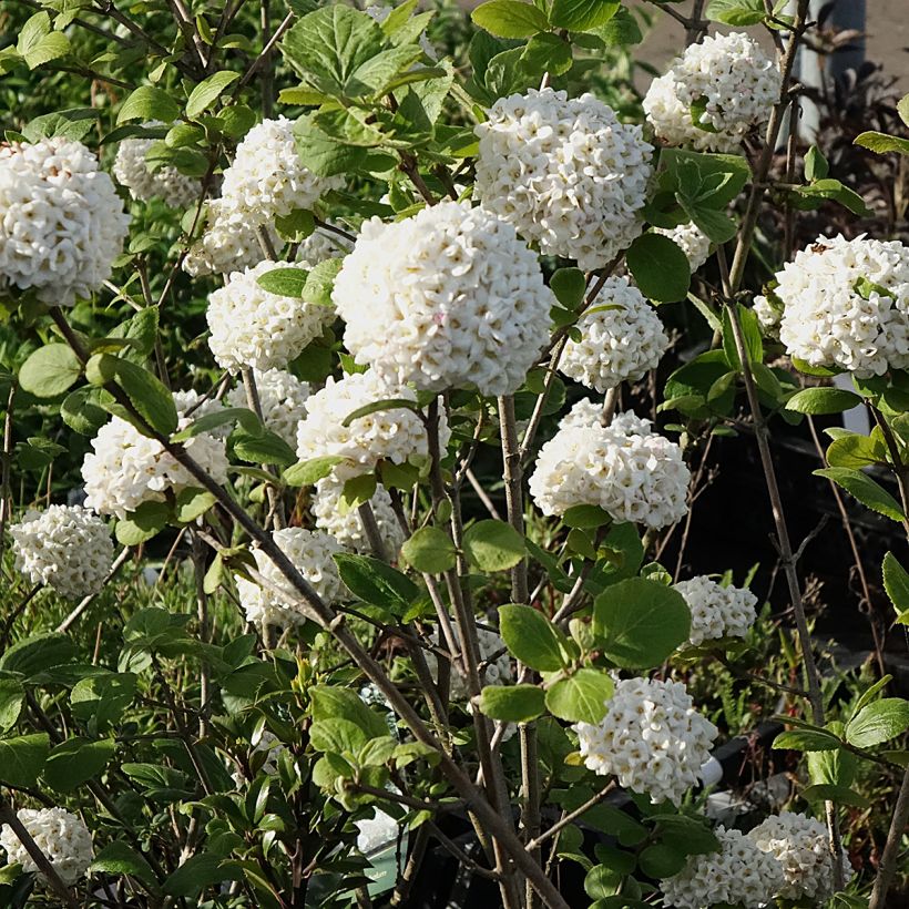 Viburnum carlcephalum (Fioritura)