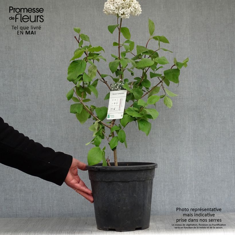 Viburnum carlcephalum Vaso da 7,5L/10L esemplare consegnato in primavera