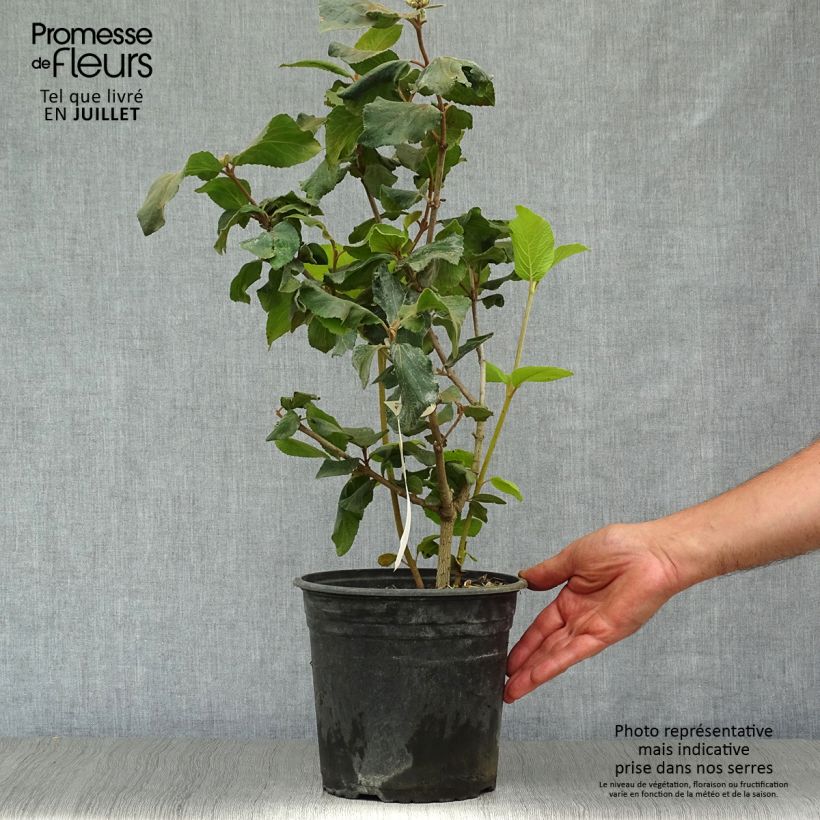 Esemplare di Viburnum carlcephalum Vaso da 3L/4L consegnato in estate