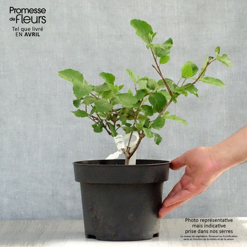 Viburnum carlcephalum Vaso da 3L/4L esemplare consegnato in primavera