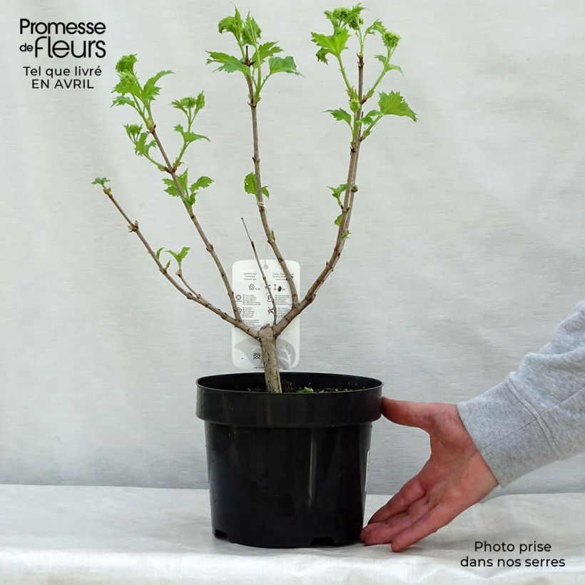 Viburnum opulus Roseum - Oppio Vaso da 2L/3L esemplare consegnato in primavera