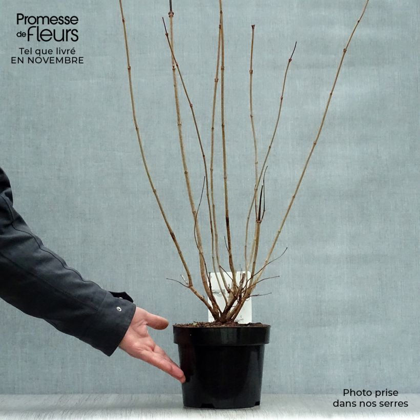 Esemplare di Viburnum opulus Roseum - Oppio Vaso da 2L/3L come consegnato in autunno