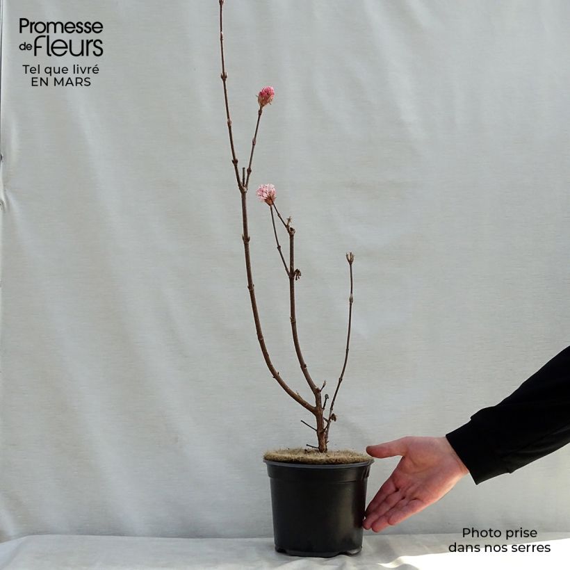 Viburnum bodnantense Charles Lamont Vaso da 3L/4L esemplare consegnato in primavera