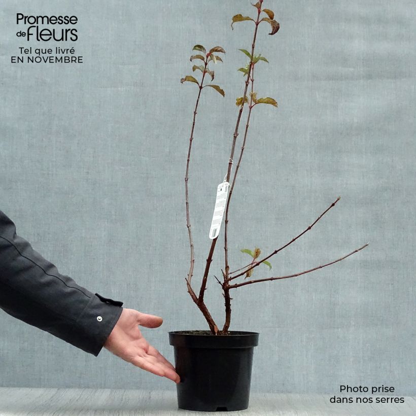 Esemplare di Viburnum bodnantense Dawn Vaso da 2L/3L come consegnato in autunno