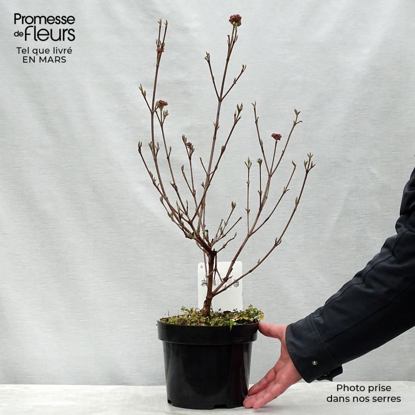 Viburnum burkwoodii Ann Russell Vaso da 3L/4L esemplare consegnato in primavera
