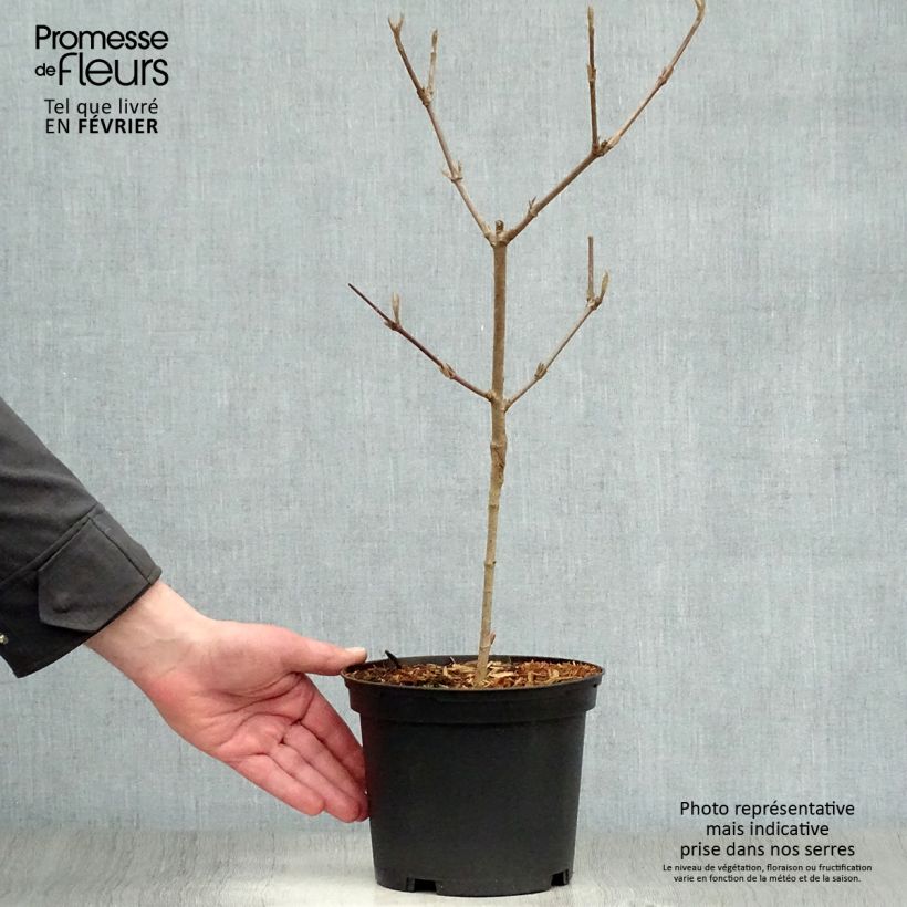 Viburnum carlesii Caprifoliaceae Vaso da 2L/3L esemplare consegnato in inverno
