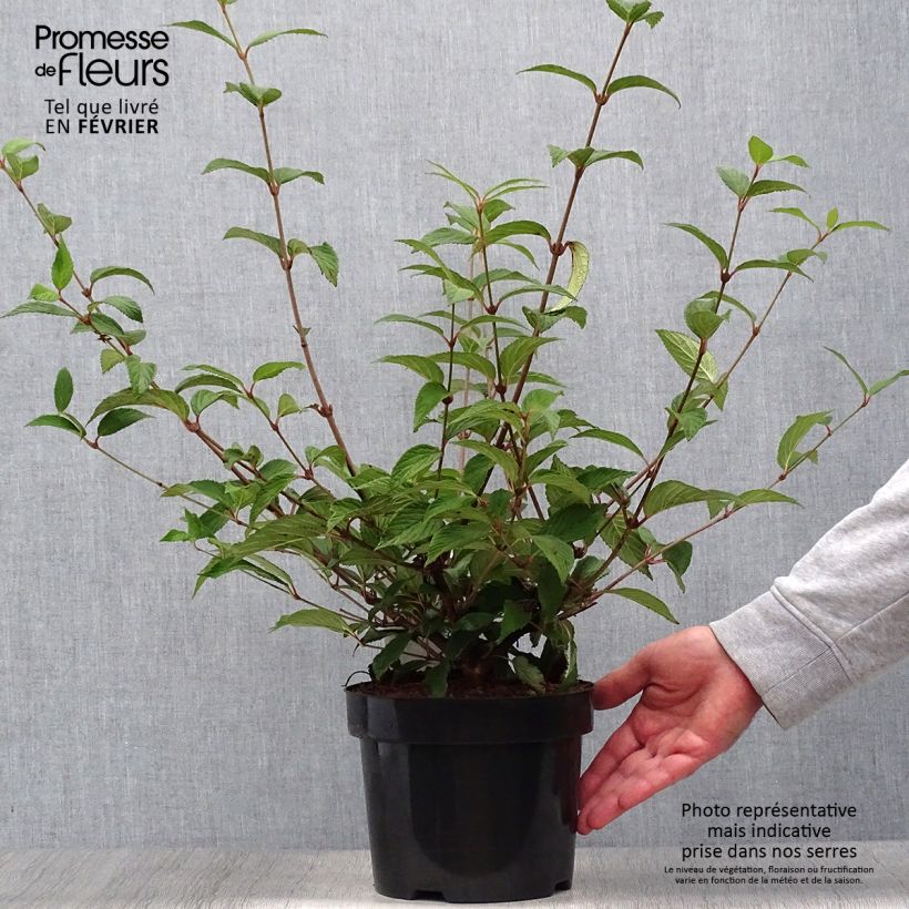 Esemplare di Viburnum plicatum Kilimanjaro Sunrise Vaso da 2L/3L come consegnato in autunno