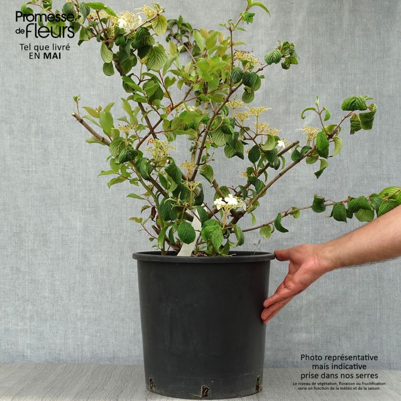 Viburnum plicatum Mariesii Vaso da 12L/15L esemplare consegnato in primavera