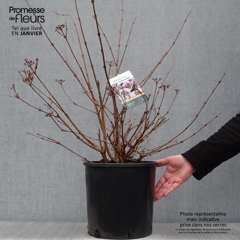 Viburnum plicatum Molly Schroeder Vaso da 7,5L/10L esemplare consegnato in inverno