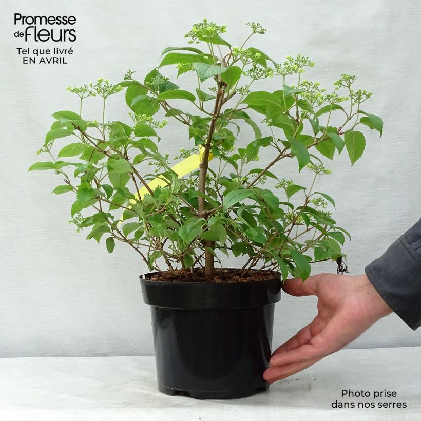 Viburnum plicatum Shasta Vaso da 3L/4L esemplare consegnato in primavera