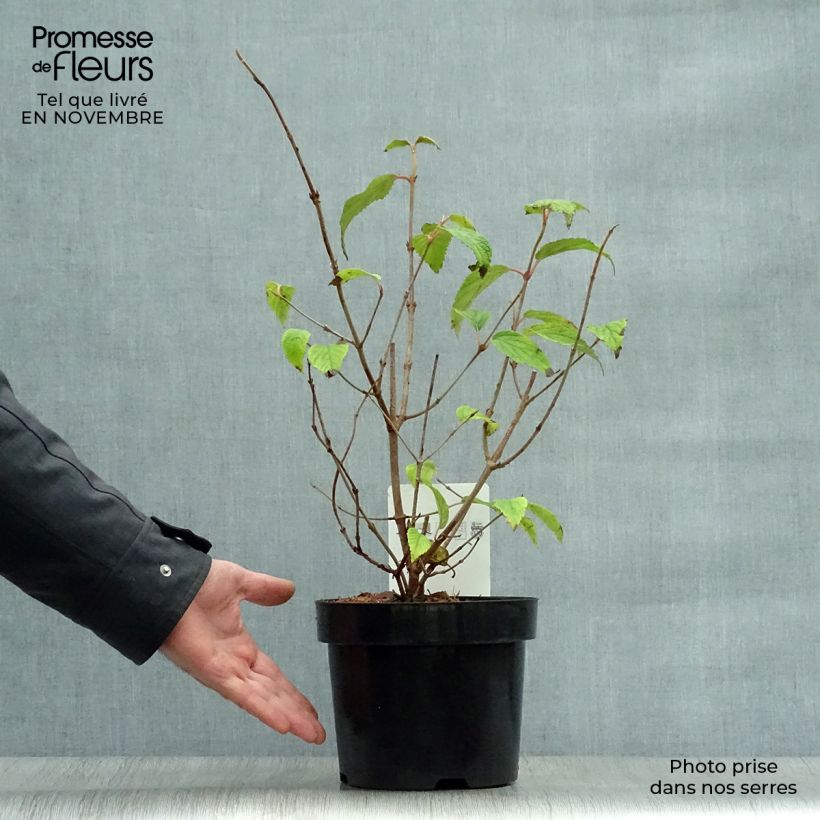 Esemplare di Viburnum plicatum Shasta Vaso da 3L/4L come consegnato in autunno