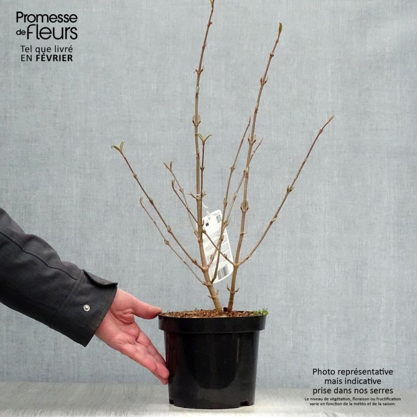 Viburnum plicatum Tomentosum Vaso da 2L/3L esemplare consegnato in inverno