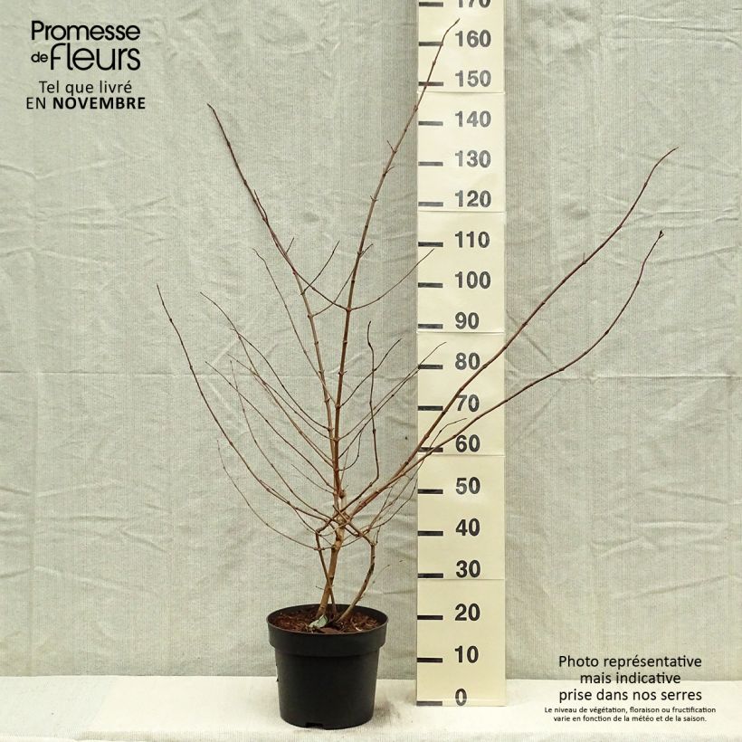 Esemplare di Viburnum plicatum Tomentosum Vaso da 7,5L/10L come consegnato in autunno