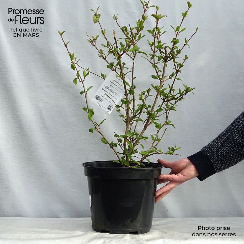 Viburnum plicatum Tomentosum Vaso da 7,5L/10L esemplare consegnato in primavera