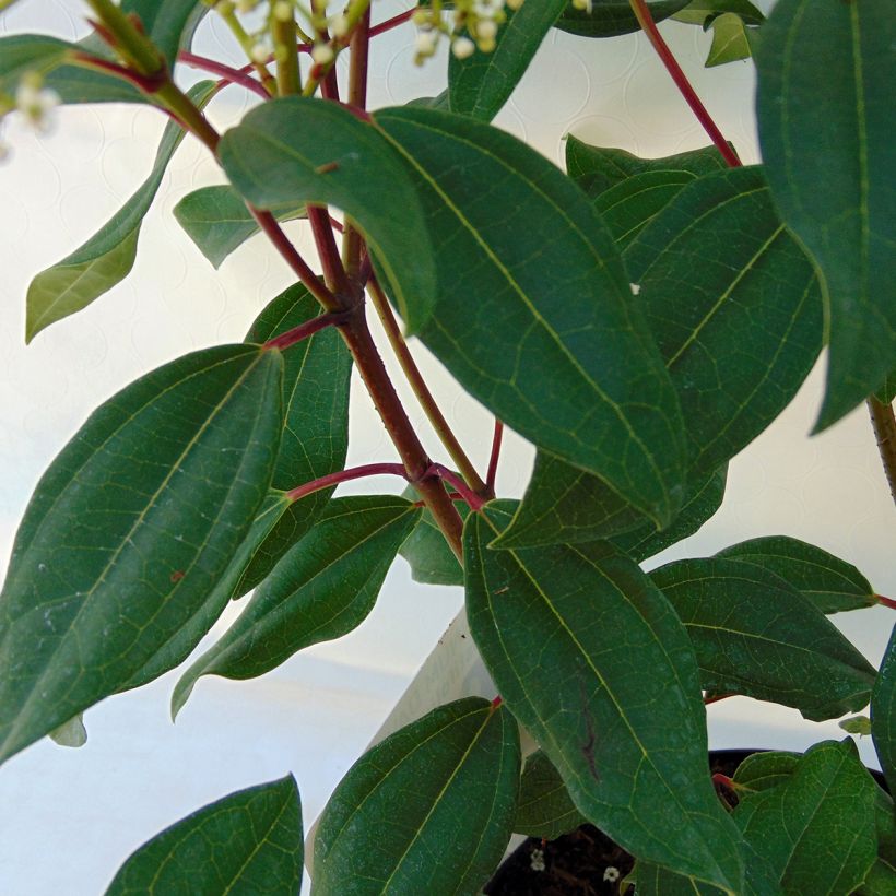 Viburnum davidii Angustifolium (Fogliame)