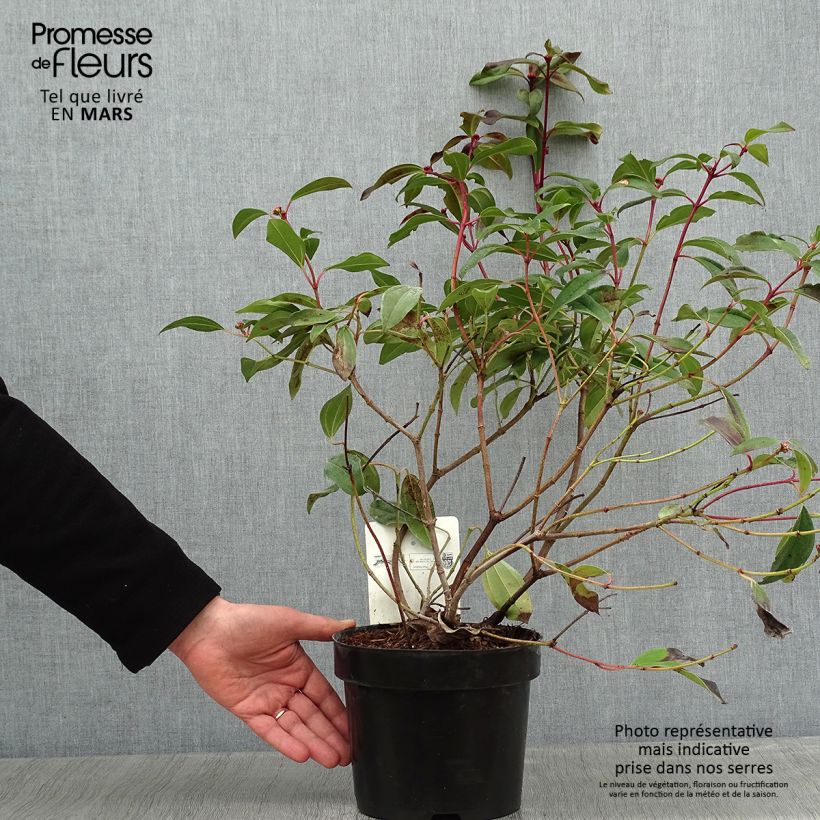 Viburnum davidii Angustifolium Vaso da 3L/4L esemplare consegnato in inverno