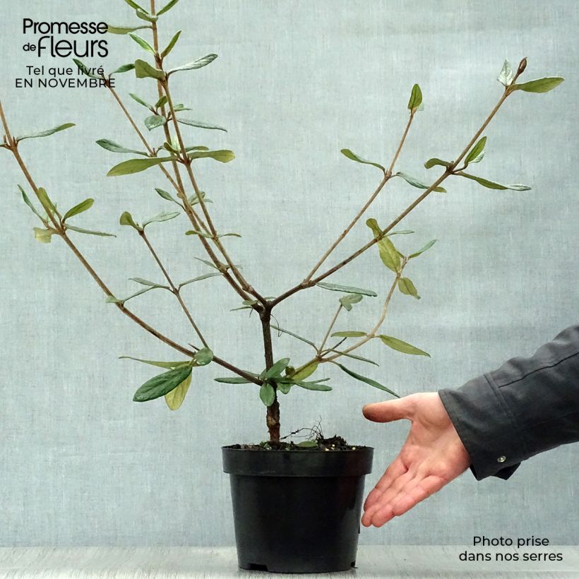 Esemplare di Viburnum Pragense Vaso da 3L/4L come consegnato in autunno